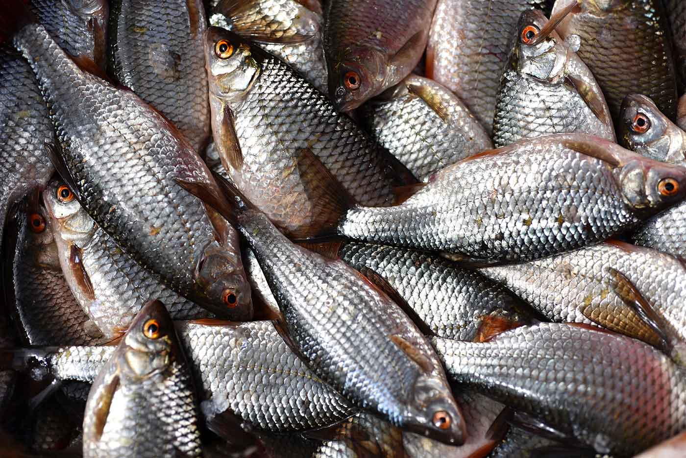 Pescaderías